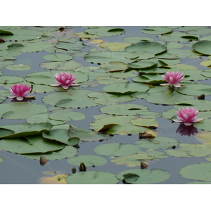 รูปถ่าย ญี่ปุ่น(Japan) เกียวโต(Kyoto) วัดเรียวอันจิ(Ryoanji Temple) 2010-06 93