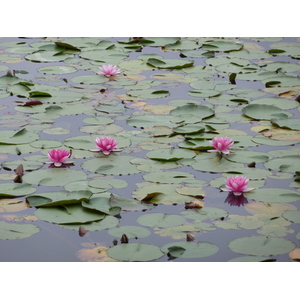 รูปถ่าย ญี่ปุ่น(Japan) เกียวโต(Kyoto) วัดเรียวอันจิ(Ryoanji Temple) 2010-06 86