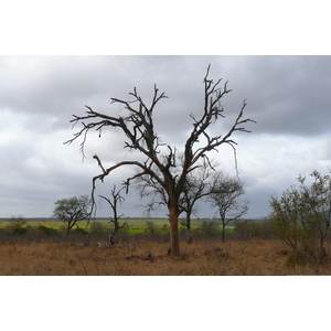 รูปถ่าย แอฟริกาใต้(South Africa) อุทยานแห่งชาติครูเกอร์(Kruger National Park) ถนนเลียบแม่น้ำครอกโคไดล์(Crocodile River road) 2008-09 39