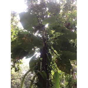 รูปถ่าย กวาเดอลูป(Guadeloupe) น้ำตกกุ้งเครย์ฟิช(Cascade aux ecrevisses) 2021-02 2