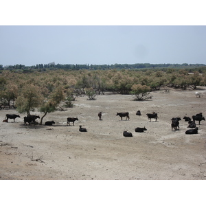 รูปถ่าย ฝรั่งเศส(France) กามาร์เกอ(Camargue) 2006-06 9