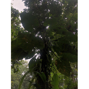 รูปถ่าย กวาเดอลูป(Guadeloupe) น้ำตกกุ้งเครย์ฟิช(Cascade aux ecrevisses) 2021-02 3
