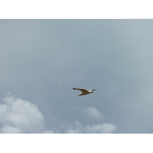 รูปถ่าย ฝรั่งเศส(France) เกาะดีเยอ(Ile d'yeu) 2009-07 116