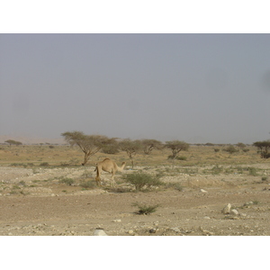 รูปถ่าย โอมาน(Oman) จากบูไมิไปถนนมาฮาดา(Buraimi to Mahada road) 2005-03 10