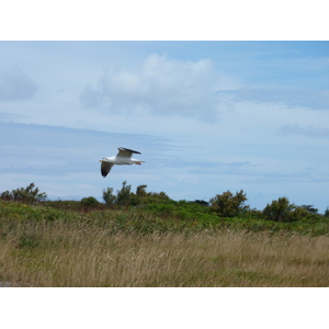 รูปถ่าย ฝรั่งเศส(France) เกาะดีเยอ(Ile d'yeu) 2009-07 113