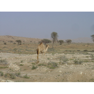 รูปถ่าย โอมาน(Oman) จากบูไมิไปถนนมาฮาดา(Buraimi to Mahada road) 2005-03 15