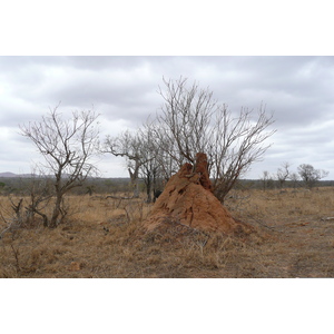 รูปถ่าย แอฟริกาใต้(South Africa) อุทยานแห่งชาติครูเกอร์(Kruger National Park) ถนนเลียบแม่น้ำครอกโคไดล์(Crocodile River road) 2008-09 25