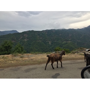 รูปถ่าย ฝรั่งเศส(France) คอร์สิคา(Corsica) วัลเล-ดาเลซานี(Valle d'alesani) 2017-07 9