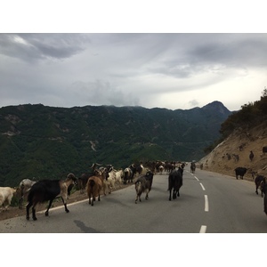 รูปถ่าย ฝรั่งเศส(France) คอร์สิคา(Corsica) วัลเล-ดาเลซานี(Valle d'alesani) 2017-07 14