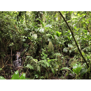 รูปถ่าย กวาเดอลูป(Guadeloupe) น้ำตกการ์เบ(Carbet Falls) 2021-02 17