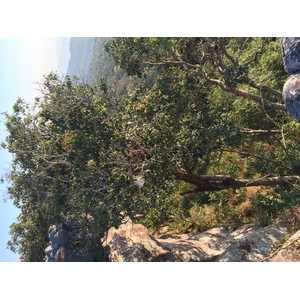 รูปถ่าย ไทย(Thailand) อุทยานแห่งชาติภูหินร่องกล้า(Phu Hin Rong Kla National Park) 2014-12 398