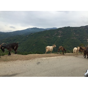 รูปถ่าย ฝรั่งเศส(France) คอร์สิคา(Corsica) วัลเล-ดาเลซานี(Valle d'alesani) 2017-07 4