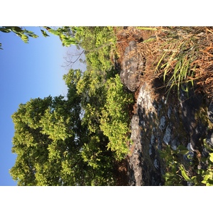 รูปถ่าย ไทย(Thailand) อุทยานแห่งชาติภูหินร่องกล้า(Phu Hin Rong Kla National Park) 2014-12 59