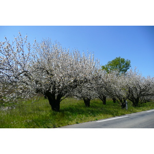 รูปถ่าย ฝรั่งเศส(France) โพรว็องส์(Provence) ถนนจากโบแกร์ไปปงดูการ์(Beaucaire to pont du gard road) 2008-04 24