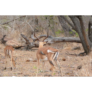 รูปถ่าย แอฟริกาใต้(South Africa) อุทยานแห่งชาติครูเกอร์(Kruger National Park) ถนนเลียบแม่น้ำครอกโคไดล์(Crocodile River road) 2008-09 49