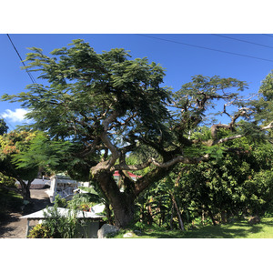 รูปถ่าย กวาเดอลูป(Guadeloupe) ทรัวรีวีแยร์(Trois Rivieres) 2021-02 9