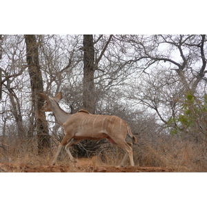 รูปถ่าย แอฟริกาใต้(South Africa) อุทยานแห่งชาติครูเกอร์(Kruger National Park) ถนนเลียบแม่น้ำครอกโคไดล์(Crocodile River road) 2008-09 62