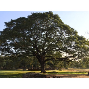 รูปถ่าย ไทย(Thailand) สุโขทัย(Sukhothai) 2014-12 67