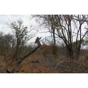 รูปถ่าย แอฟริกาใต้(South Africa) อุทยานแห่งชาติครูเกอร์(Kruger National Park) ถนนเลียบแม่น้ำครอกโคไดล์(Crocodile River road) 2008-09 21
