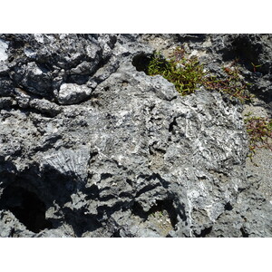 รูปถ่าย นิวแคลิโดเนีย(New Caledonia) เกาะลีฟู(Lifou) หน้าผาโซเดร(Xodre Cliffs) 2010-05 2