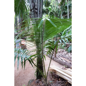 รูปถ่าย เซเชลส์(Seychelles) หุบเขาเดอไม(Vallee de Mai) 2011-10 40