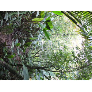 รูปถ่าย ปานามา(Panama) เกาะบาสติเมนโตส(Bastimentos) 2015-03 87