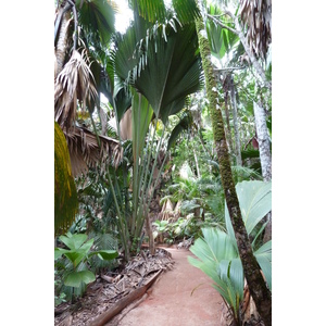 รูปถ่าย เซเชลส์(Seychelles) หุบเขาเดอไม(Vallee de Mai) 2011-10 53