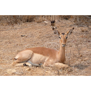 รูปถ่าย แอฟริกาใต้(South Africa) อุทยานแห่งชาติครูเกอร์(Kruger National Park) ถนนเลียบแม่น้ำครอกโคไดล์(Crocodile River road) 2008-09 27