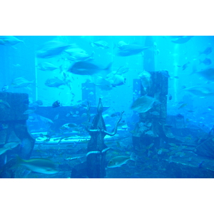 รูปถ่าย สหรัฐอาหรับเอมิเรตส์(United Arab Emirates) ดูไบ(Dubai) สวนน้ำอควาเวนเจอร์ ดูไบ(Dubai Aquaventure) 2009-01 130