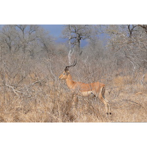 รูปถ่าย แอฟริกาใต้(South Africa) อุทยานแห่งชาติครูเกอร์(Kruger National Park) ถนนเลียบแม่น้ำครอกโคไดล์(Crocodile River road) 2008-09 0