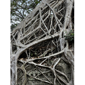 รูปถ่าย กัมพูชา(Cambodia) เสียมราฐ(Siem Reap) ปราสาทตาพรหม(Ta Prohm) 2023-01 88