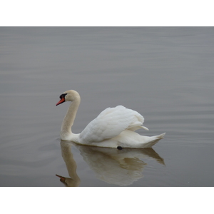 รูปถ่าย เอสโตเนีย(Estonia) ฮาปซาลู(Haapsalu) 2009-04 53
