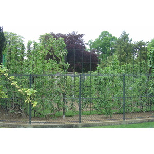 รูปถ่าย ฝรั่งเศส(France) ปารีส(Paris) สวนลักเซมเบิร์ก(Luxembourg Garden) 2007-04 3