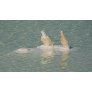 รูปถ่าย อิสราเอล(Israel) อึนโบเกก(Boqeq) 2007-06 136