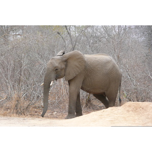 รูปถ่าย แอฟริกาใต้(South Africa) อุทยานแห่งชาติครูเกอร์(Kruger National Park) แม่น้ำซาเบิล(Sable River) 2008-09 0