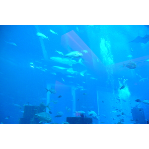 รูปถ่าย สหรัฐอาหรับเอมิเรตส์(United Arab Emirates) ดูไบ(Dubai) สวนน้ำอควาเวนเจอร์ ดูไบ(Dubai Aquaventure) 2009-01 118