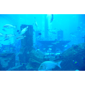 รูปถ่าย สหรัฐอาหรับเอมิเรตส์(United Arab Emirates) ดูไบ(Dubai) สวนน้ำอควาเวนเจอร์ ดูไบ(Dubai Aquaventure) 2009-01 129