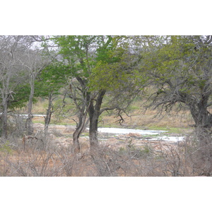 รูปถ่าย แอฟริกาใต้(South Africa) อุทยานแห่งชาติครูเกอร์(Kruger National Park) แม่น้ำครอกโคไดล์(Crocodile River) 2008-09 11