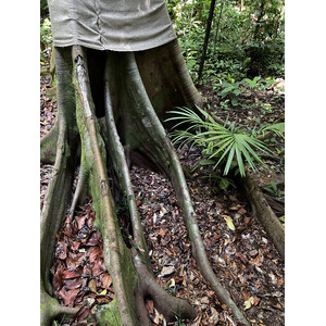รูปถ่าย สิงคโปร์(Singapore) สวนพฤกษศาสตร์สิงคโปร์(Singapore Botanic Gardens) 2023-01 19