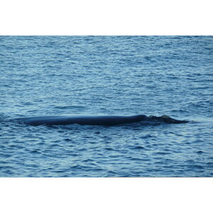 รูปถ่าย แอฟริกาใต้(South Africa) เฮอร์มานัส(Harmanus) 2008-09 214