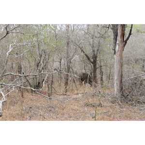 รูปถ่าย แอฟริกาใต้(South Africa) อุทยานแห่งชาติครูเกอร์(Kruger National Park) แม่น้ำซาเบิล(Sable River) 2008-09 30