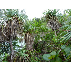 รูปถ่าย นิวแคลิโดเนีย(New Caledonia) เกาะต้นสน(Ile des pins) อ่าวโอโร(Oro Bay) 2010-05 51