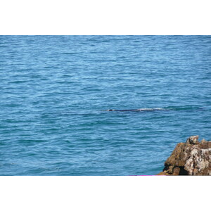 รูปถ่าย แอฟริกาใต้(South Africa) เฮอร์มานัส(Harmanus) 2008-09 8