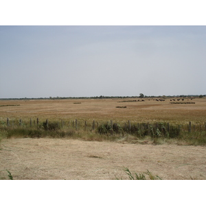 รูปถ่าย ฝรั่งเศส(France) กามาร์เกอ(Camargue) 2006-06 0