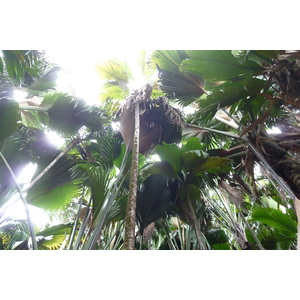 รูปถ่าย เซเชลส์(Seychelles) หุบเขาเดอไม(Vallee de Mai) 2011-10 59