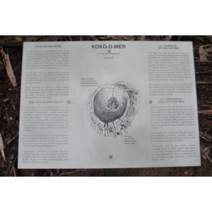 รูปถ่าย เซเชลส์(Seychelles) หุบเขาเดอไม(Vallee de Mai) 2011-10 47