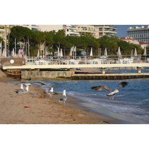 รูปถ่าย ฝรั่งเศส(France) คานส์(Cannes) หาดทราย(Beach) 2008-04 38