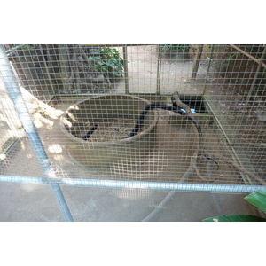 รูปถ่าย ไทย(Thailand) เชียงใหม่(Chiang Mai) ฟาร์มงูแม่สา(Mae Sa Snake Farm) 2010-12 30