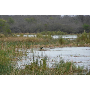 รูปถ่าย แอฟริกาใต้(South Africa) อุทยานแห่งชาติครูเกอร์(Kruger National Park) แม่น้ำซาเบิล(Sable River) 2008-09 43
