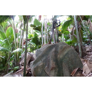 รูปถ่าย เซเชลส์(Seychelles) หุบเขาเดอไม(Vallee de Mai) 2011-10 30